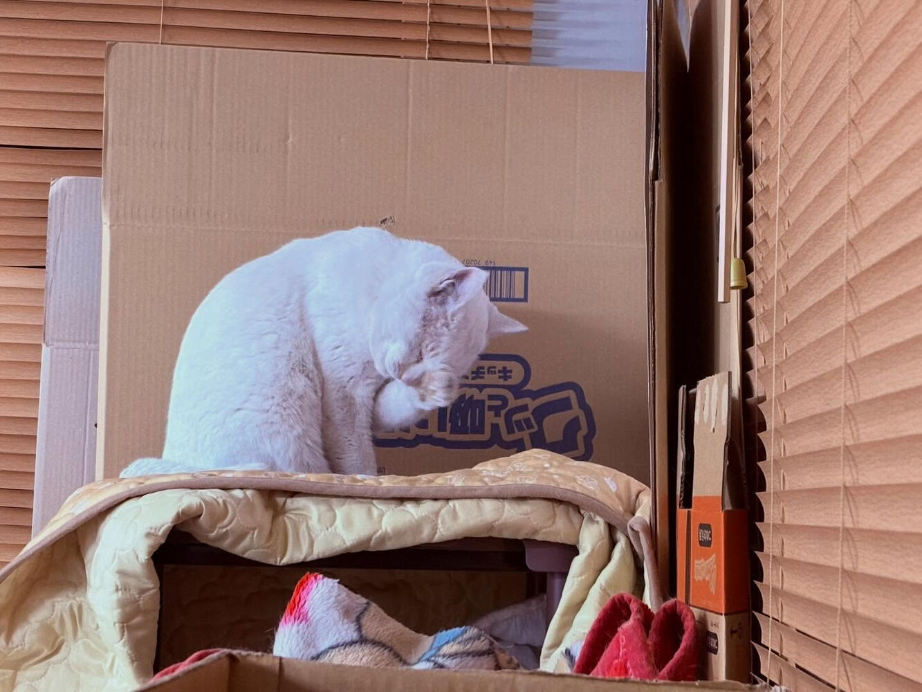 ブログ