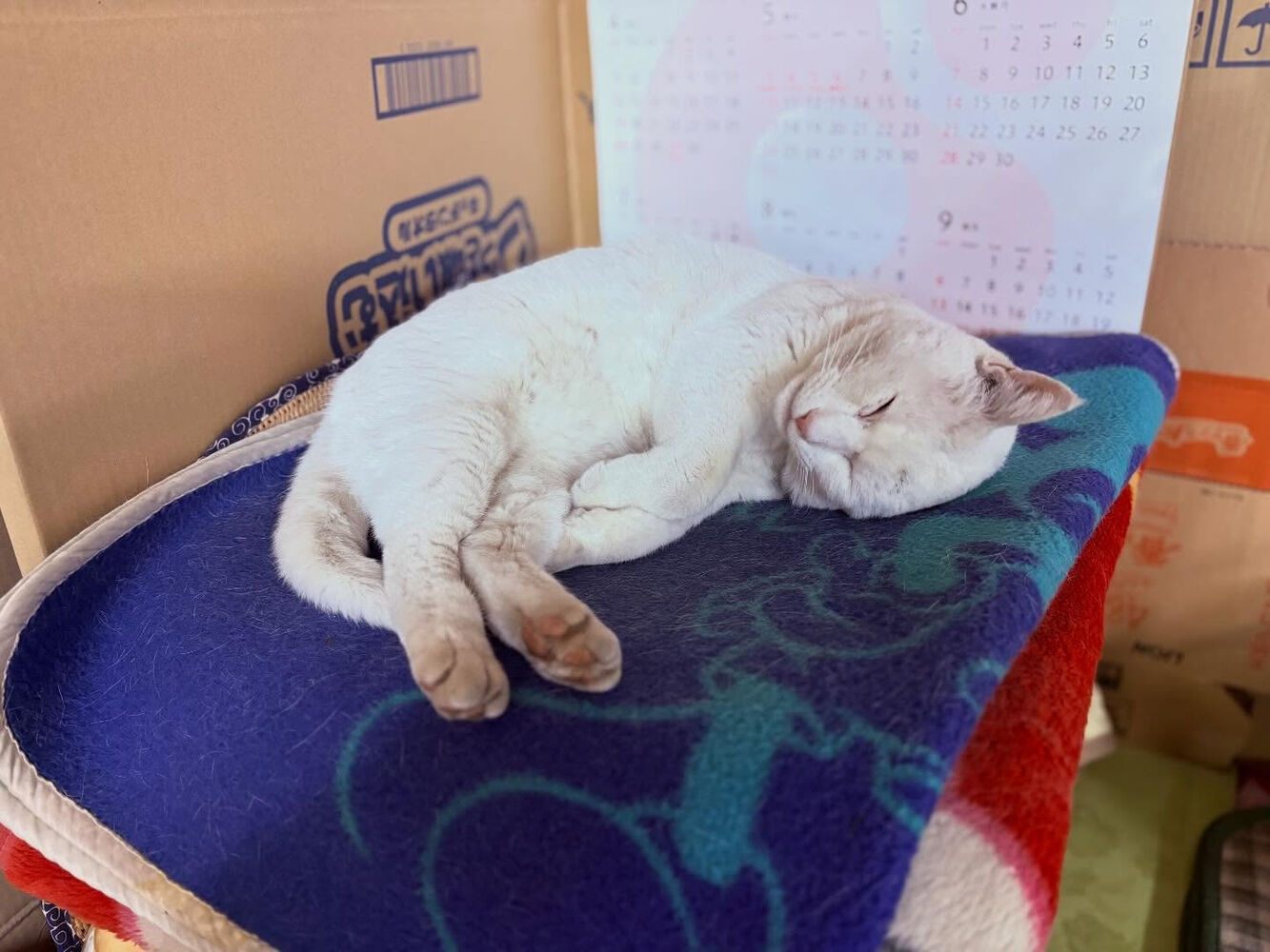 ブログ