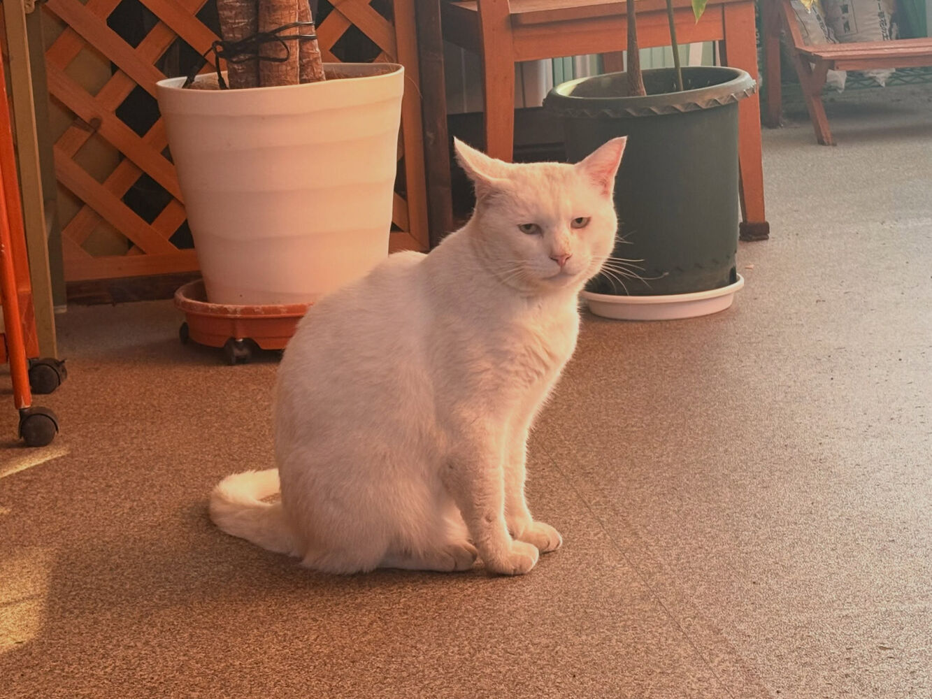 ブログ