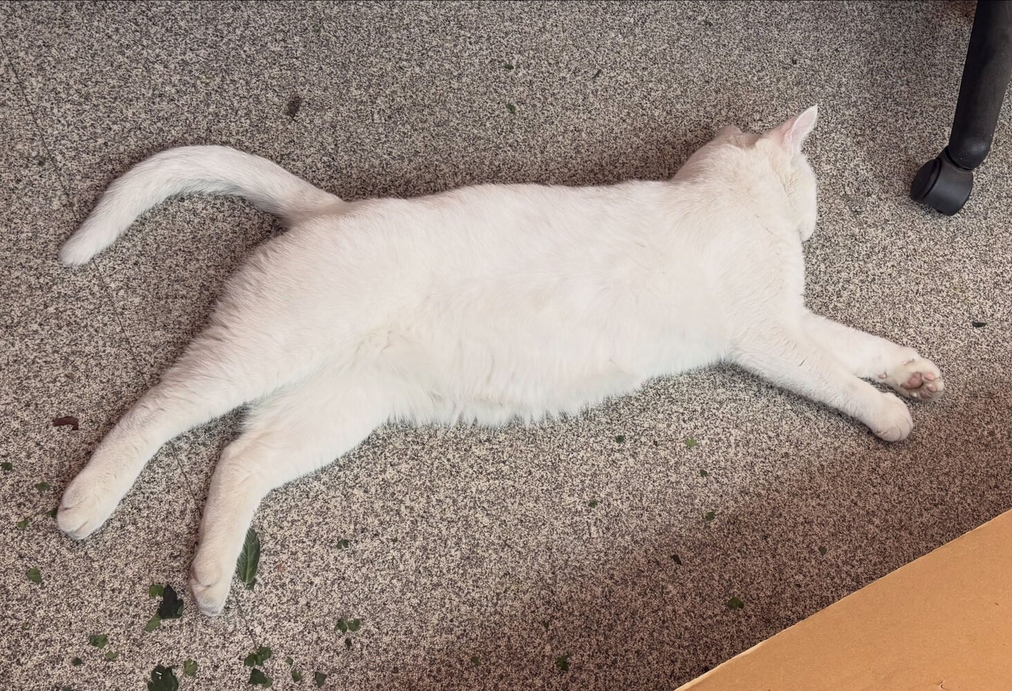 ブログ