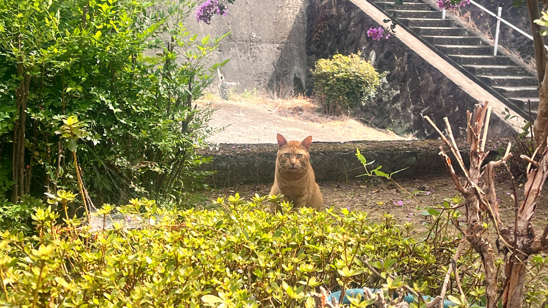 ブログ
