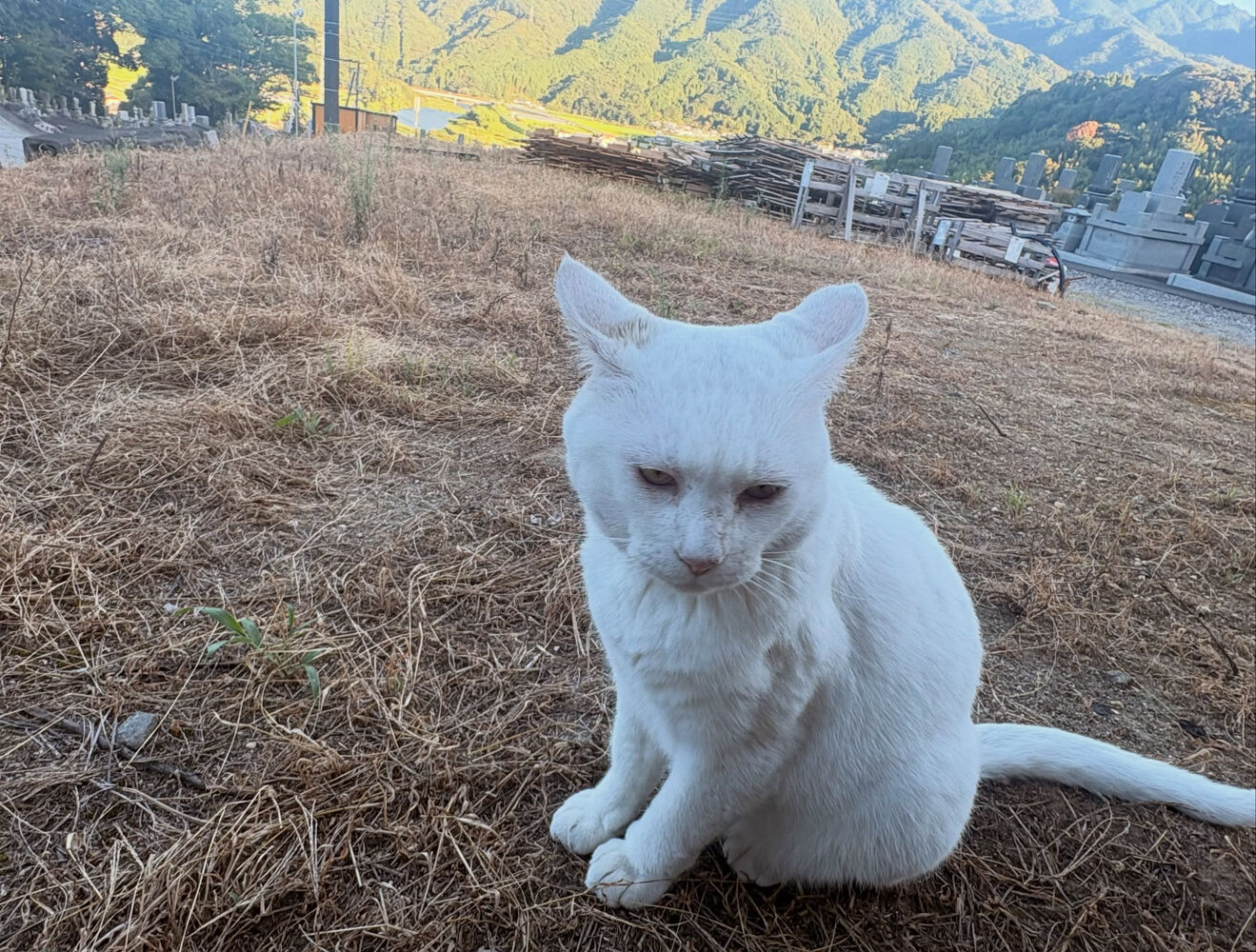 ブログ
