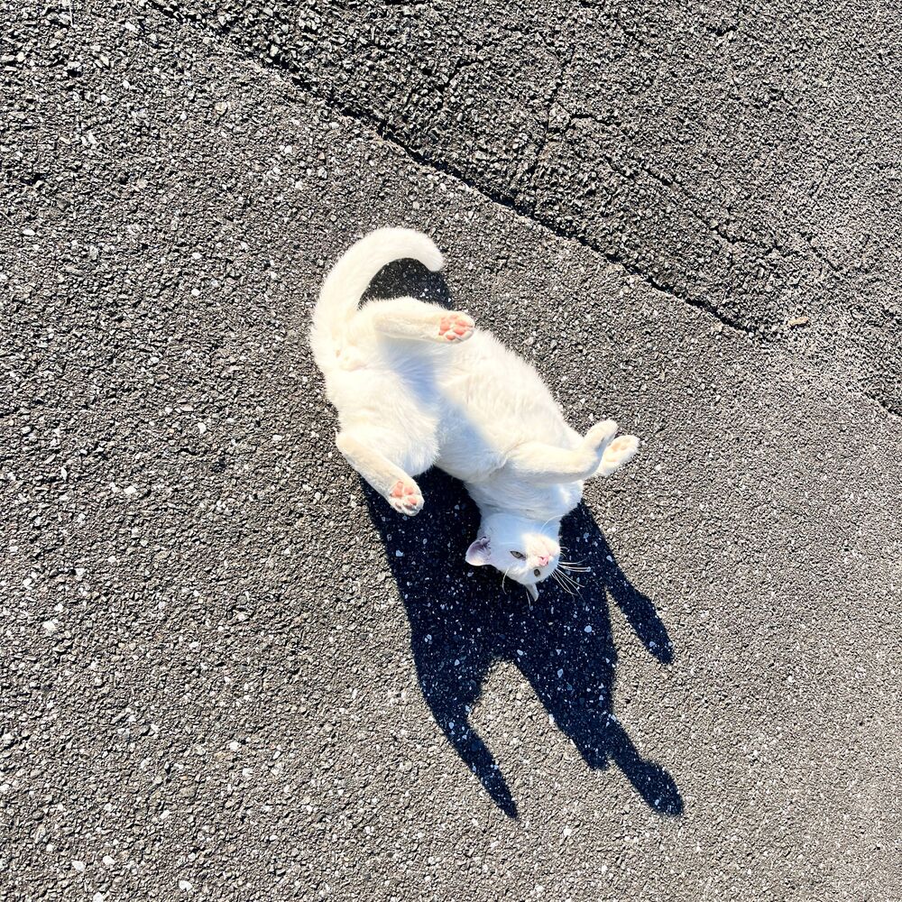 ブログ