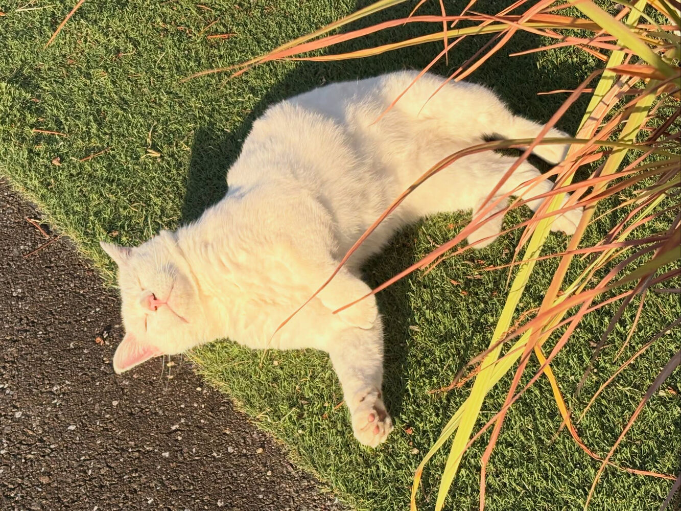 ブログ