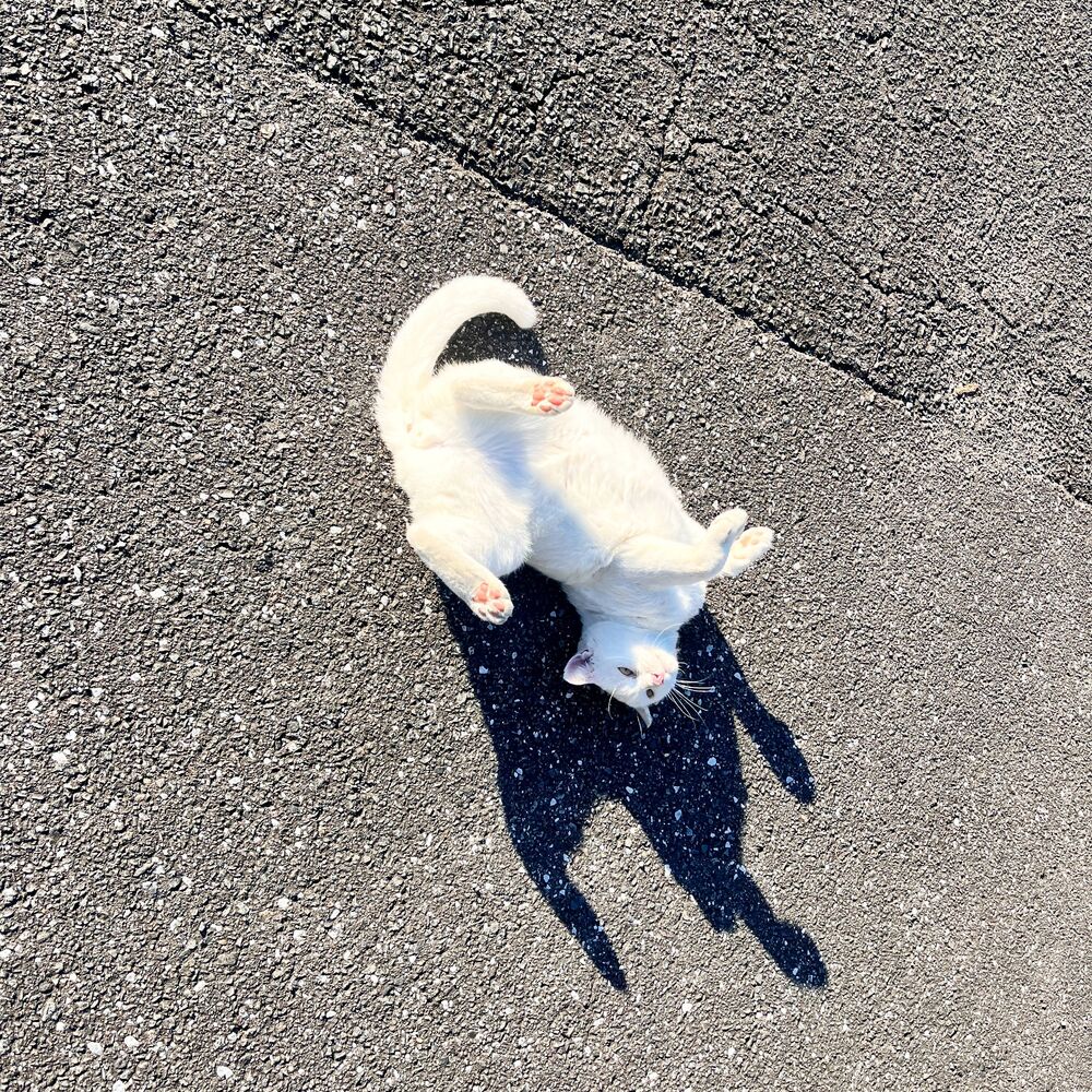 ブログ