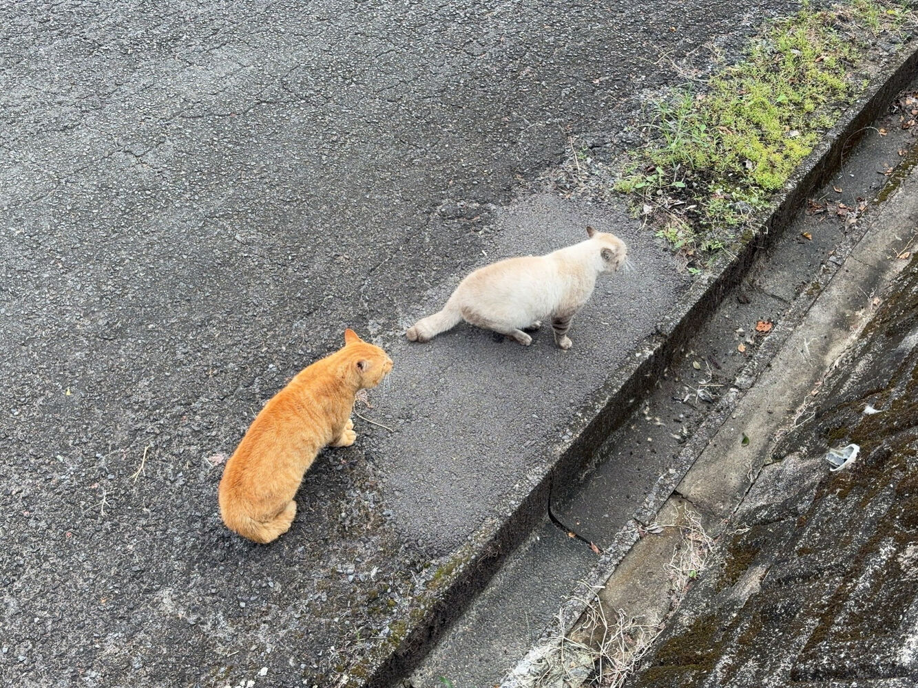 ブログ