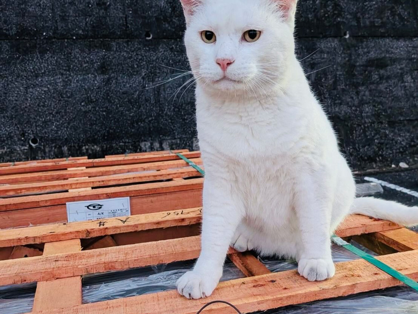 ブログ