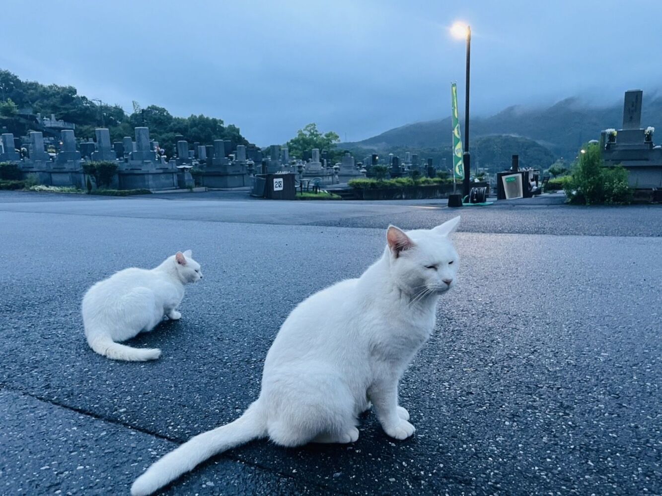 ブログ