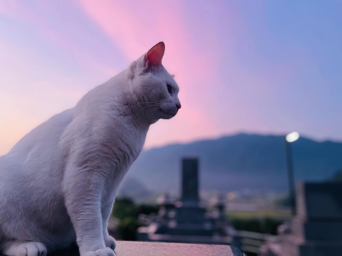 ブログ