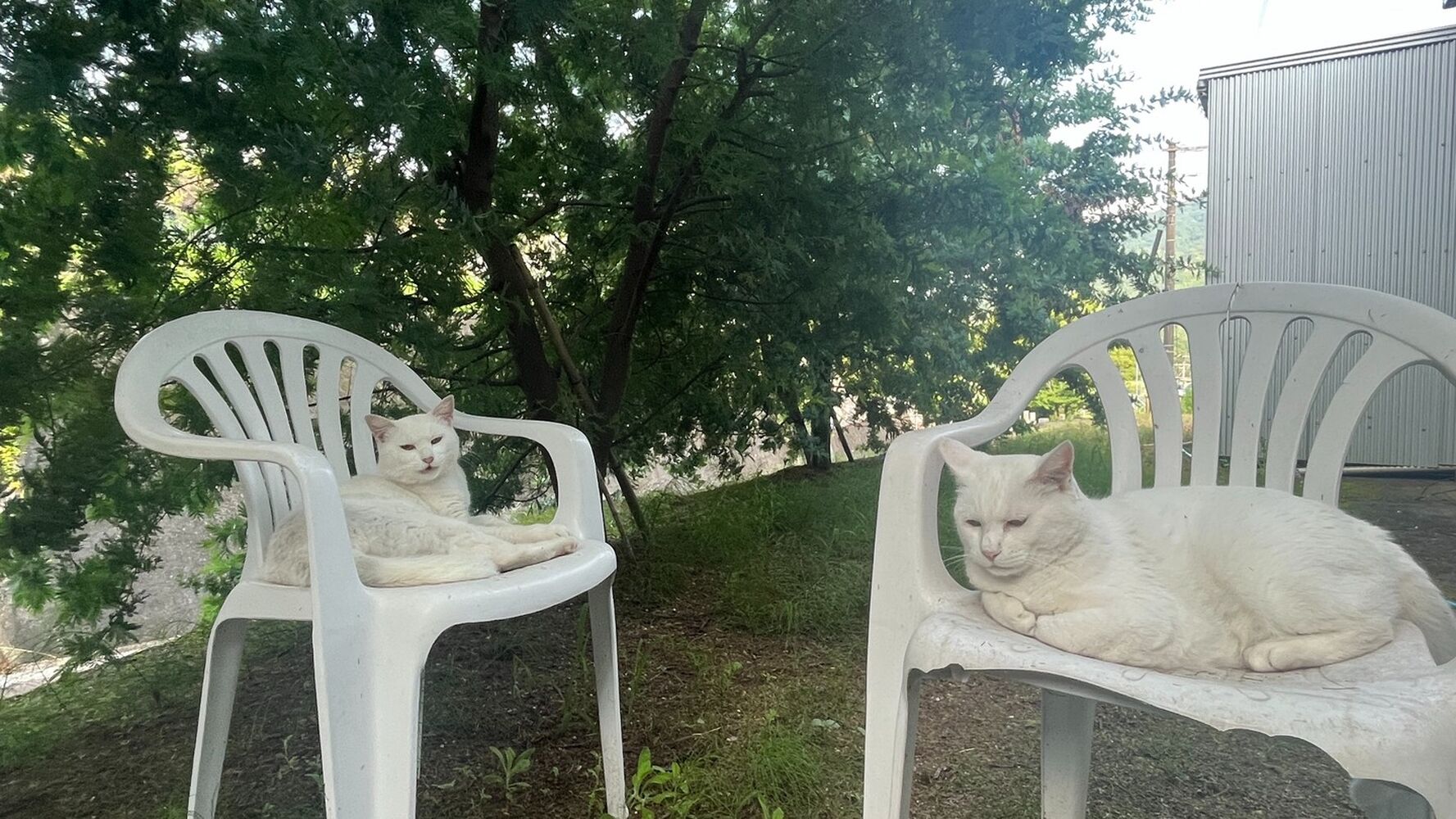 ブログ