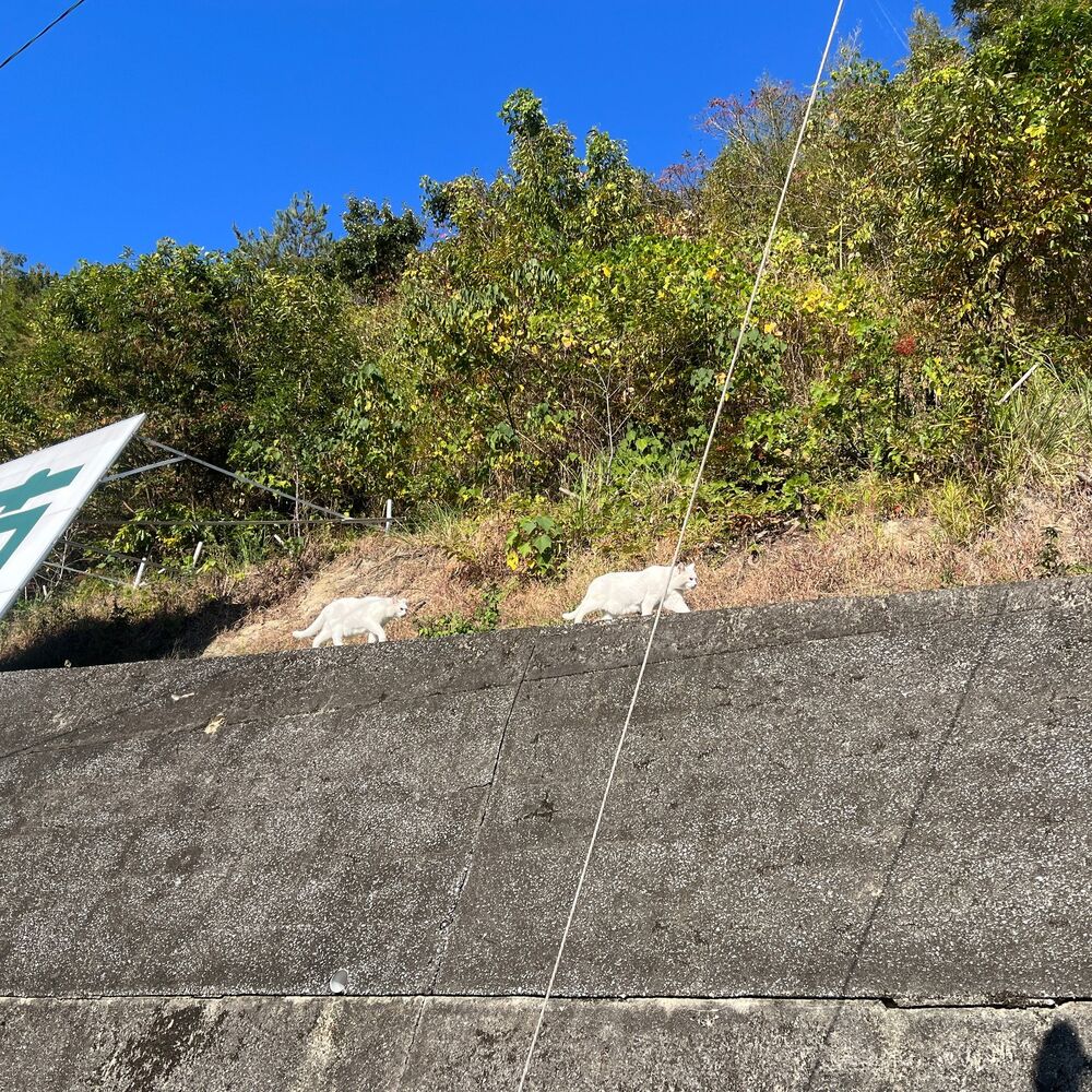 ブログ