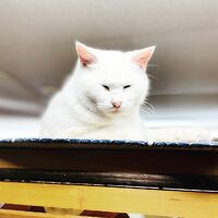 ブログ