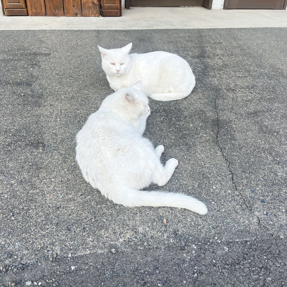 ブログ