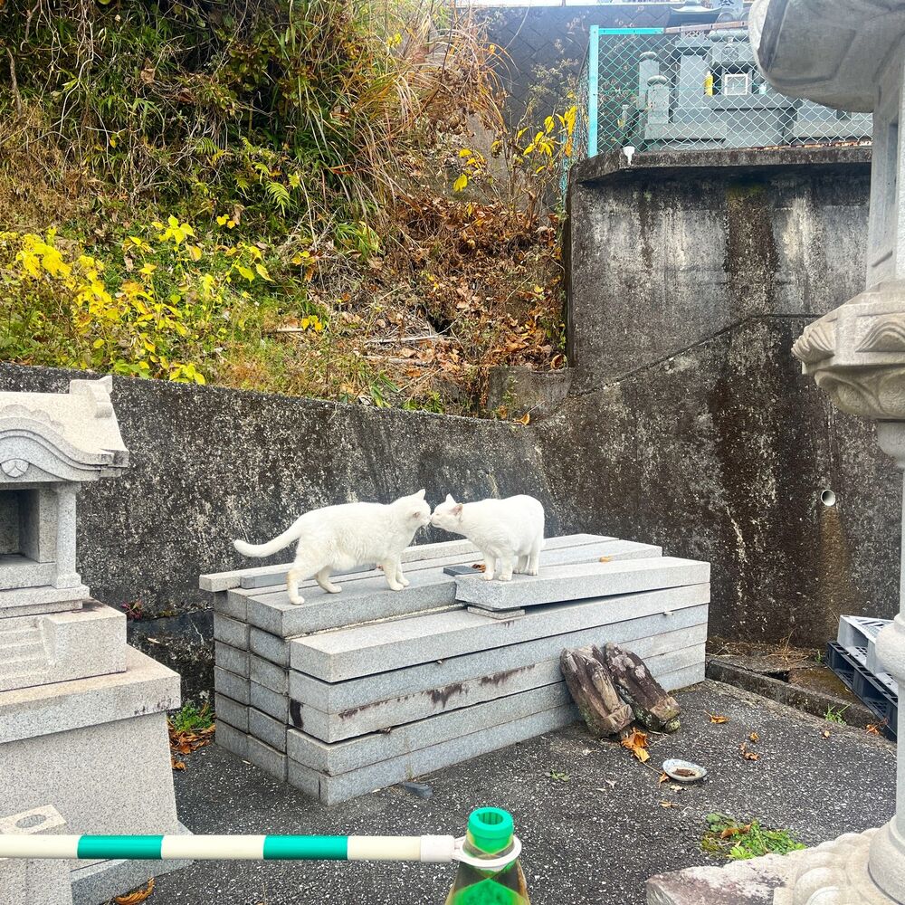 ブログ