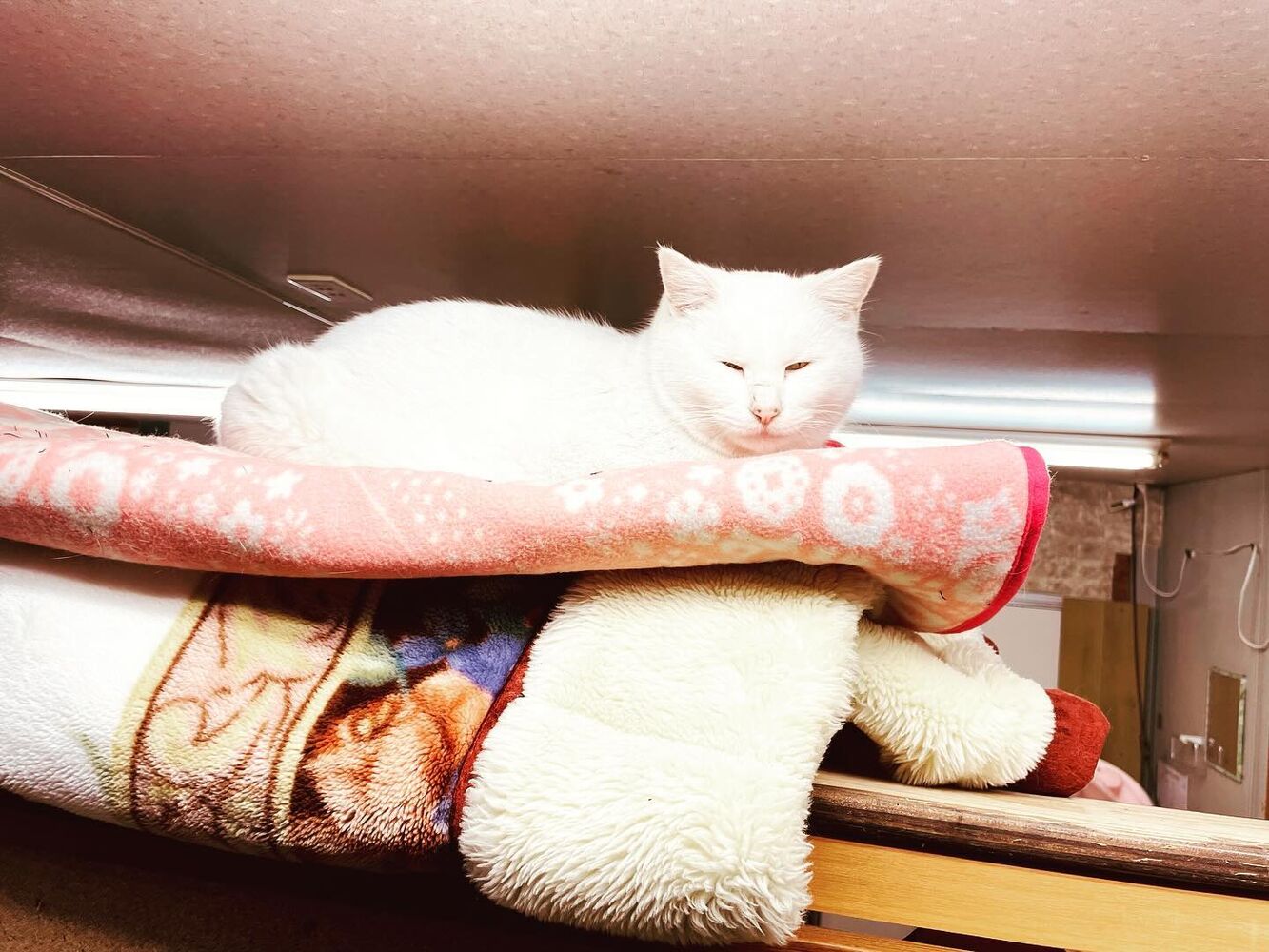 ブログ