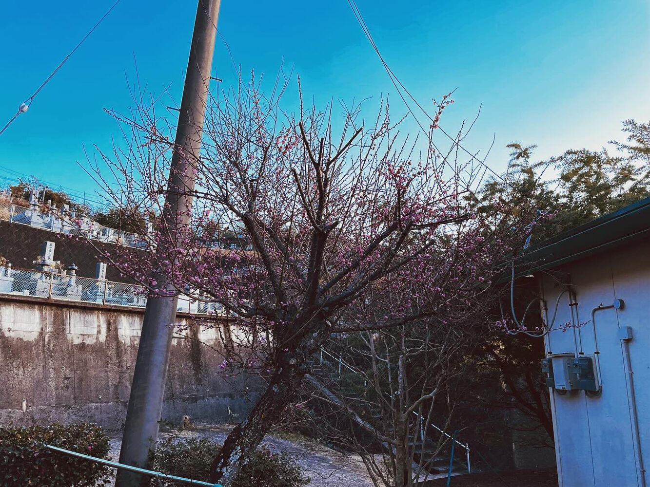 ブログ