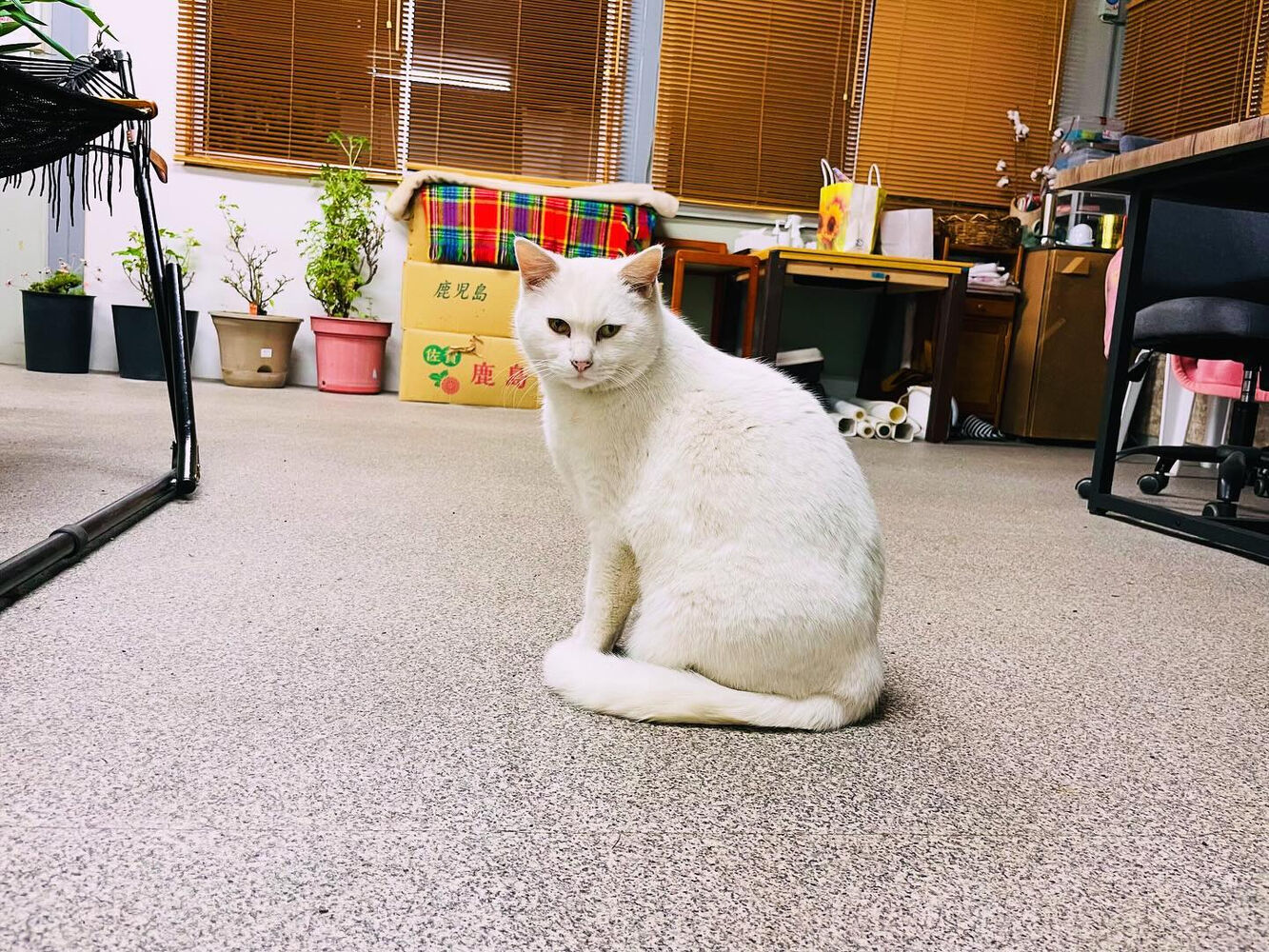 ブログ