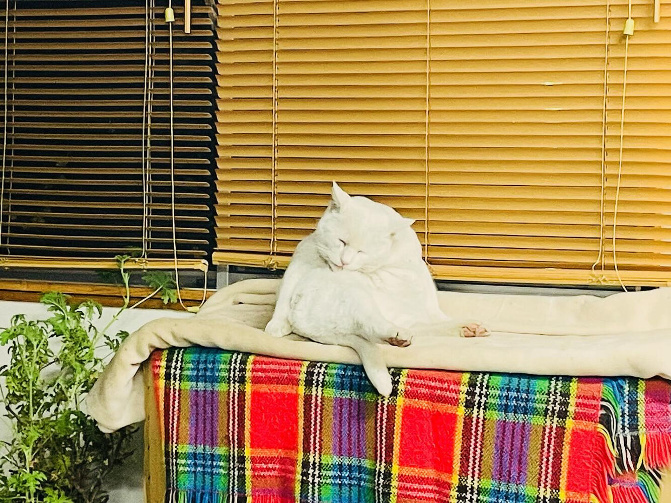 ブログ