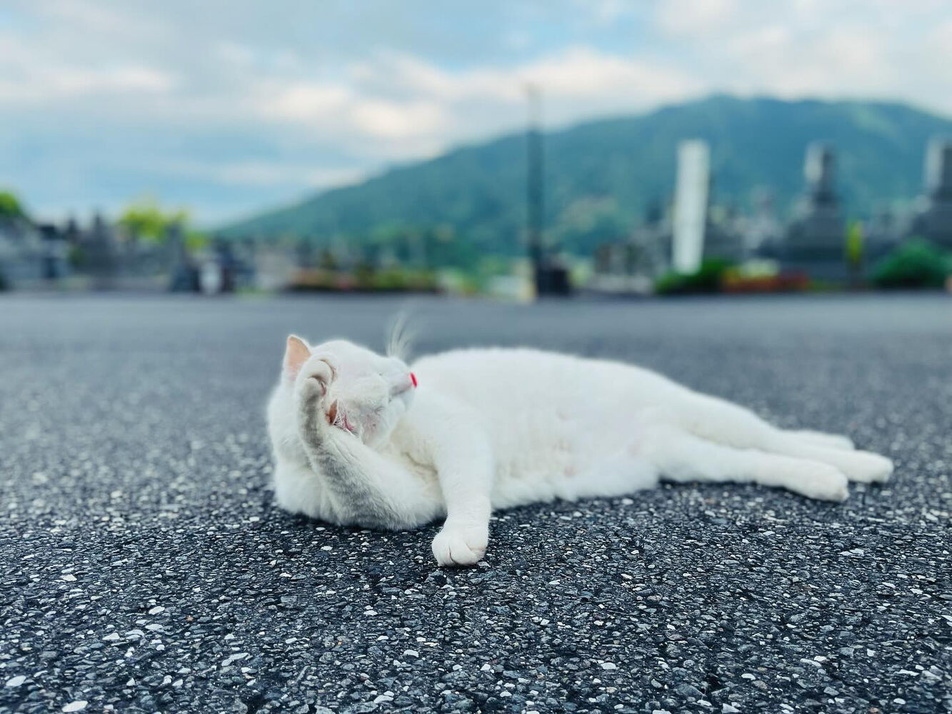 ブログ