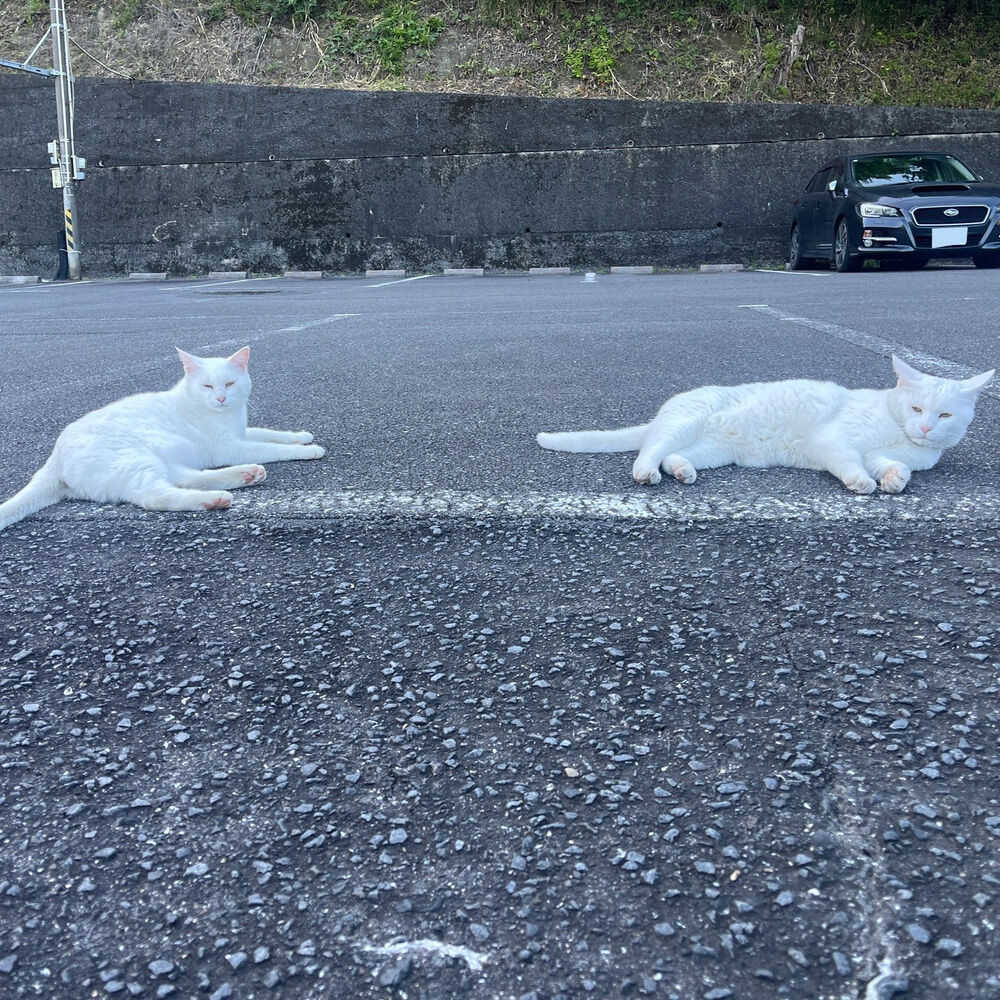 ブログ
