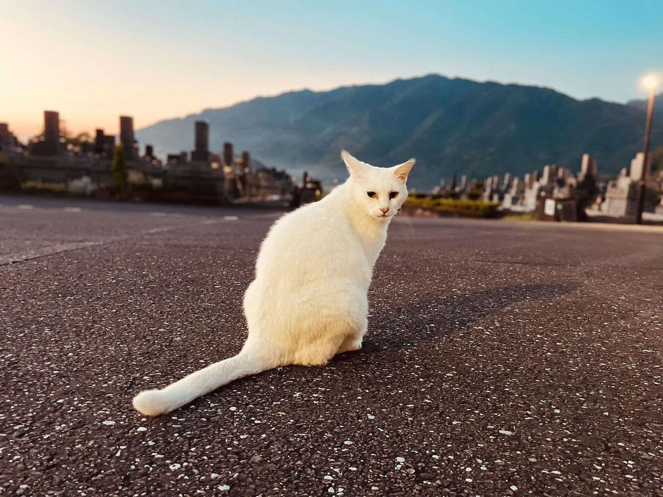 ブログ