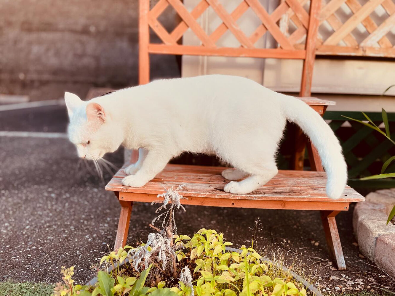 ブログ