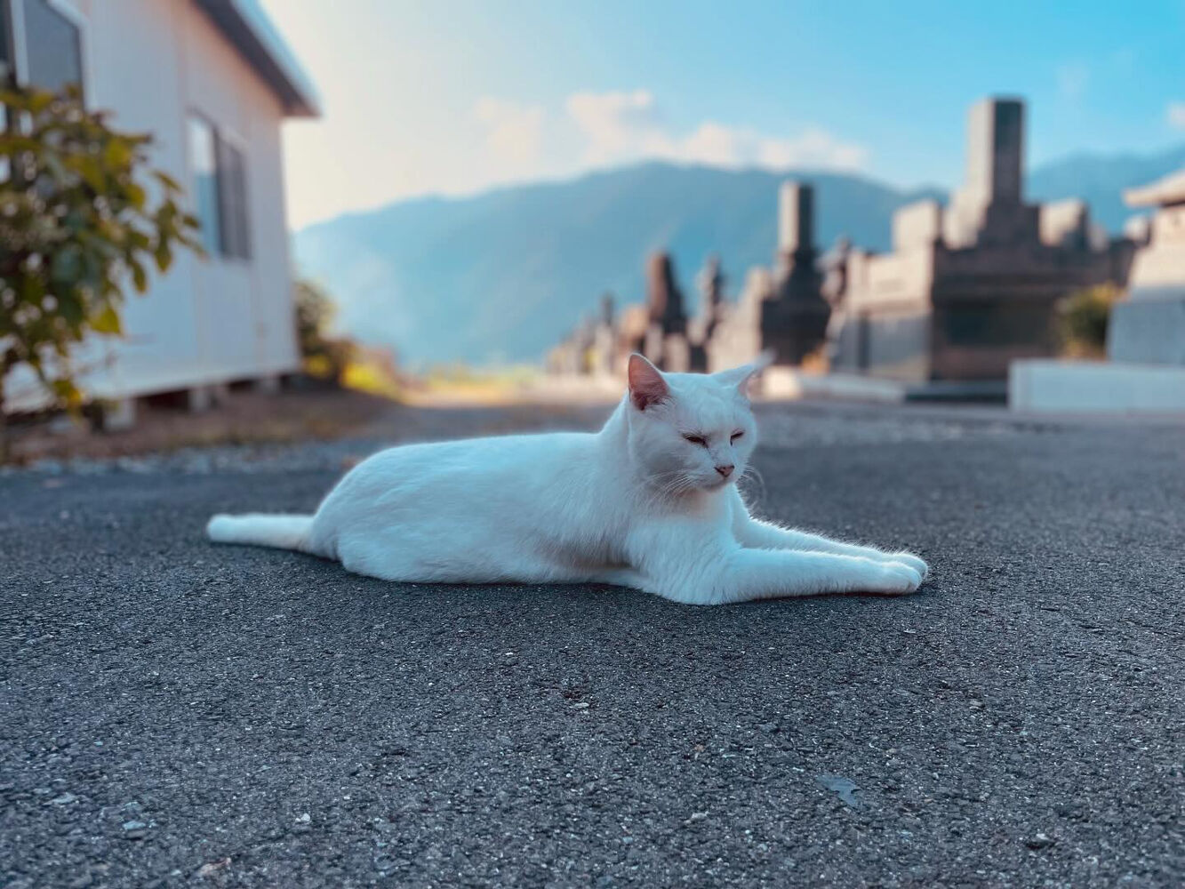 ブログ