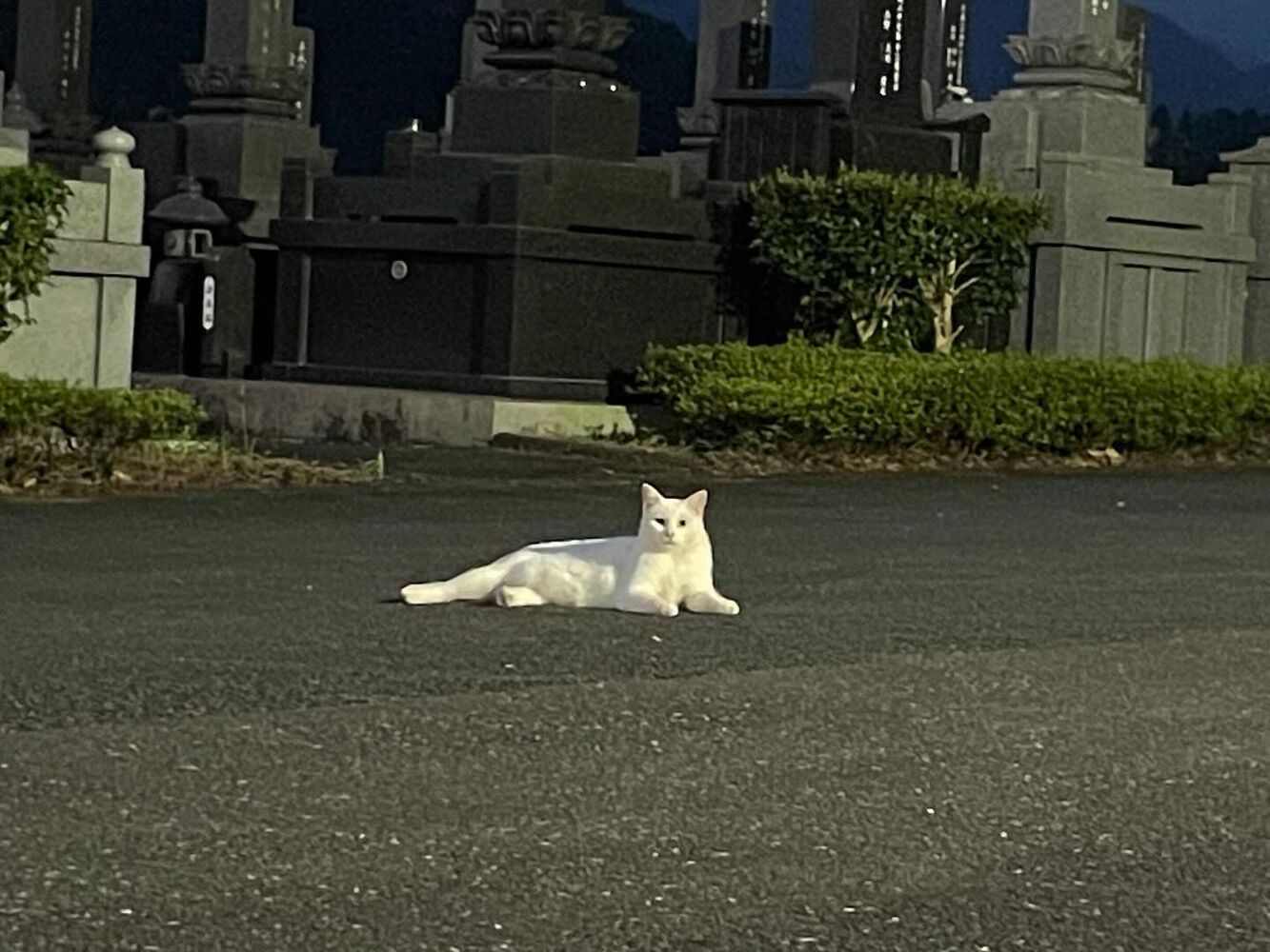 ブログ