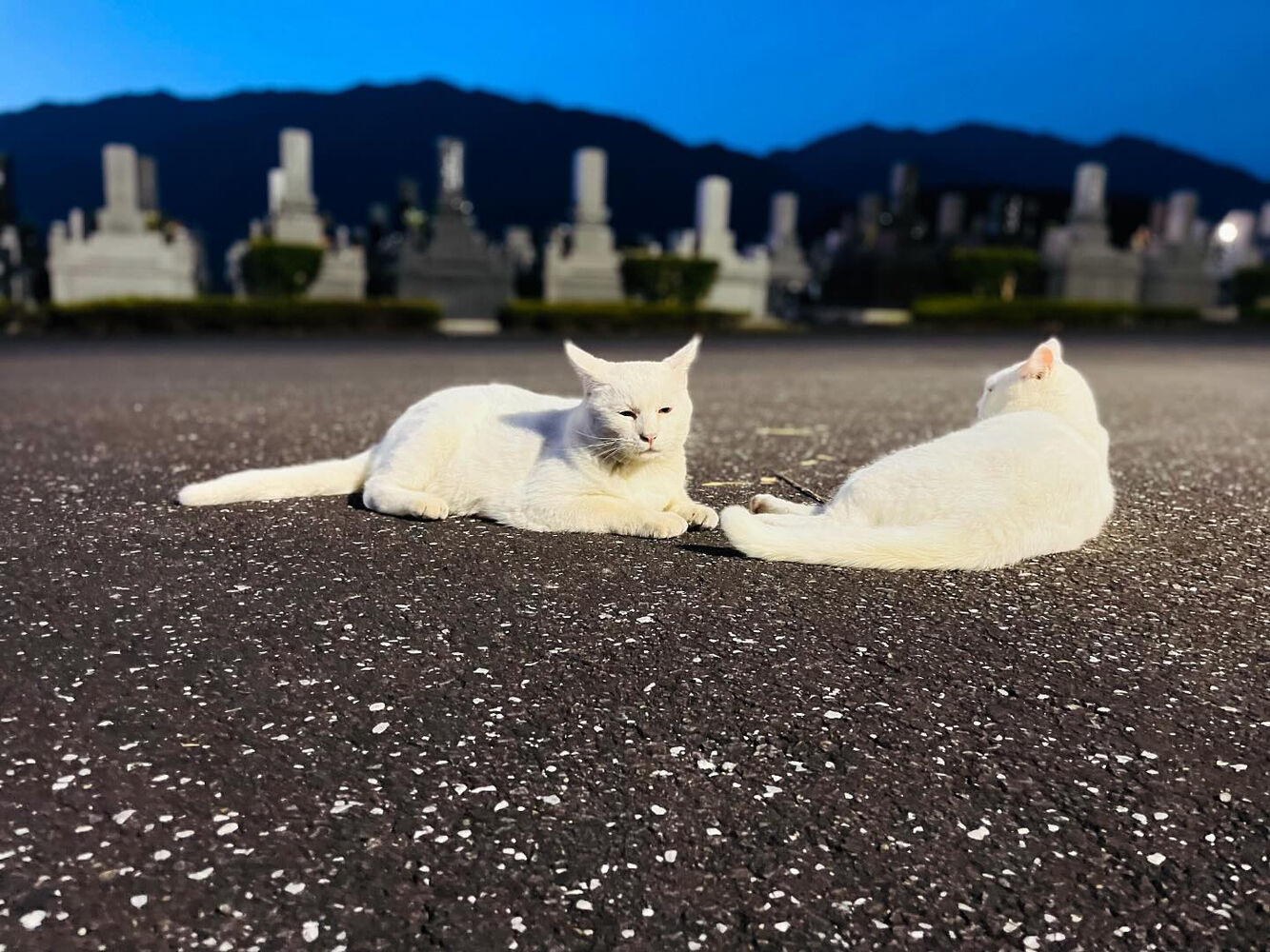 ブログ
