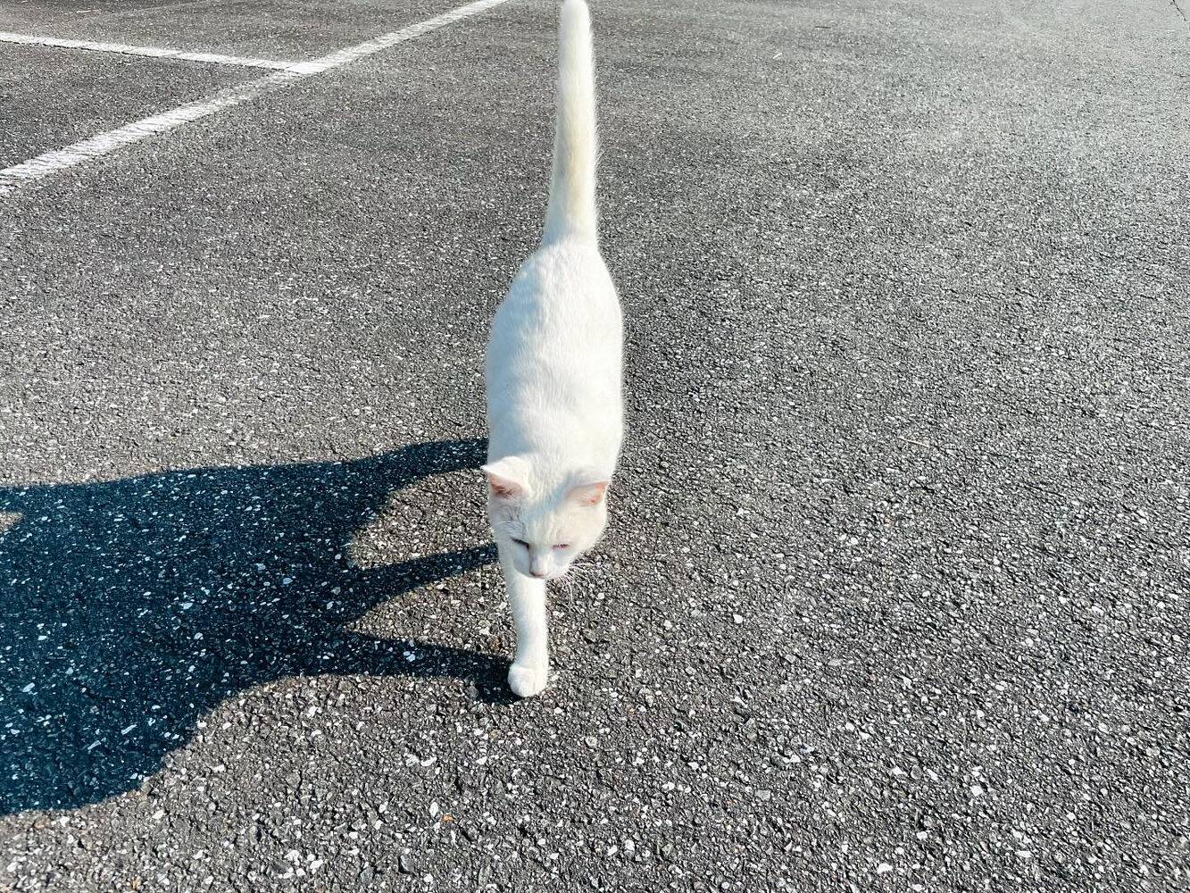ブログ