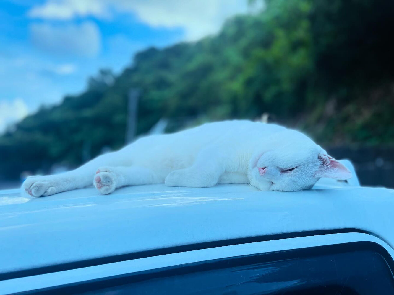 ブログ