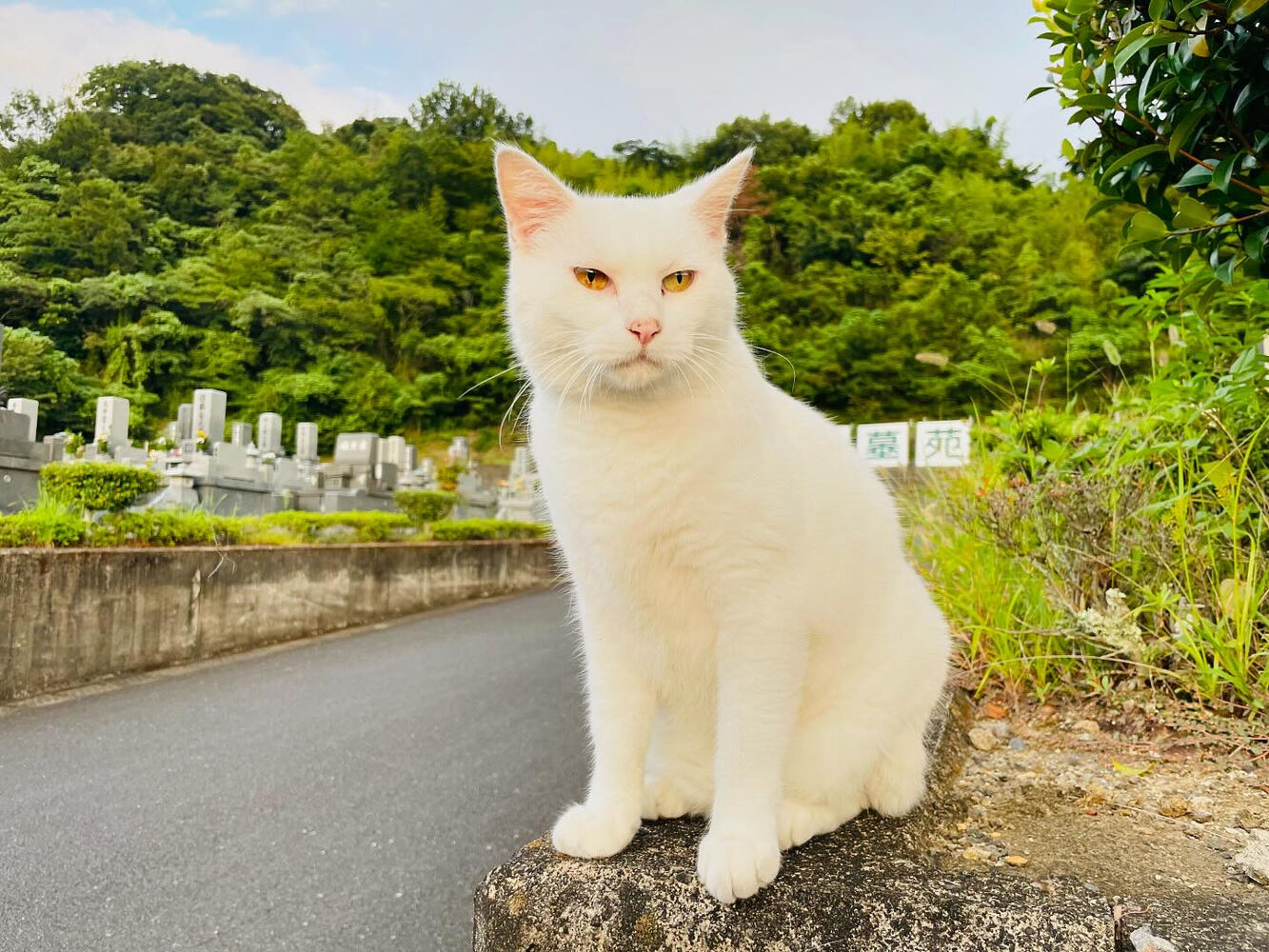 ブログ