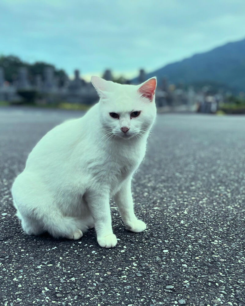 ブログ