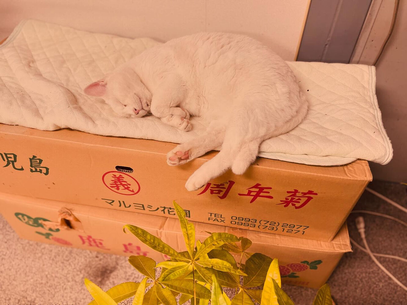 ブログ