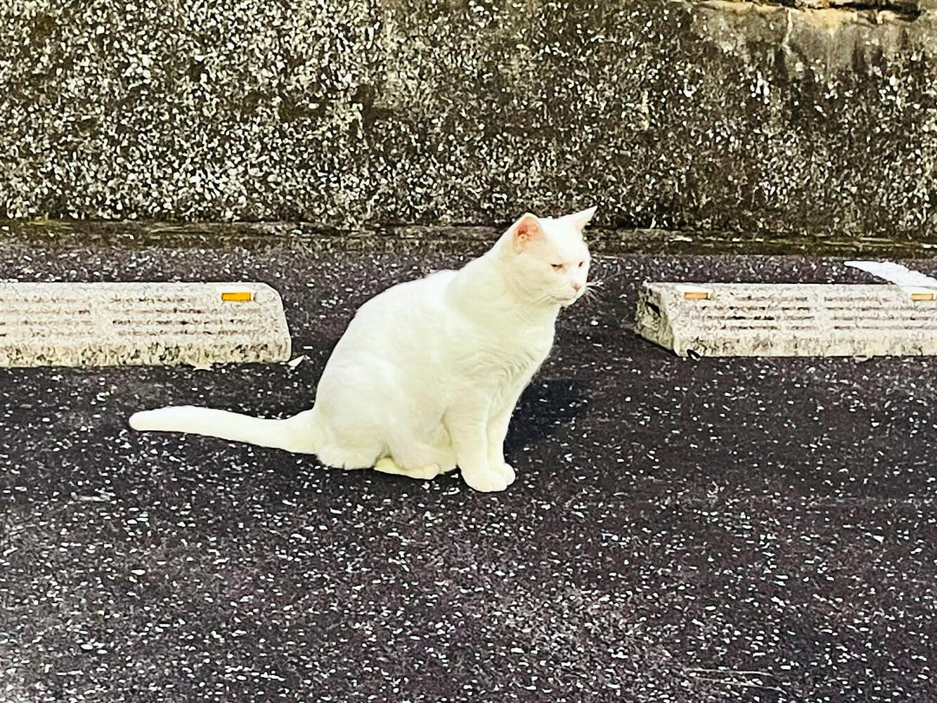 ブログ