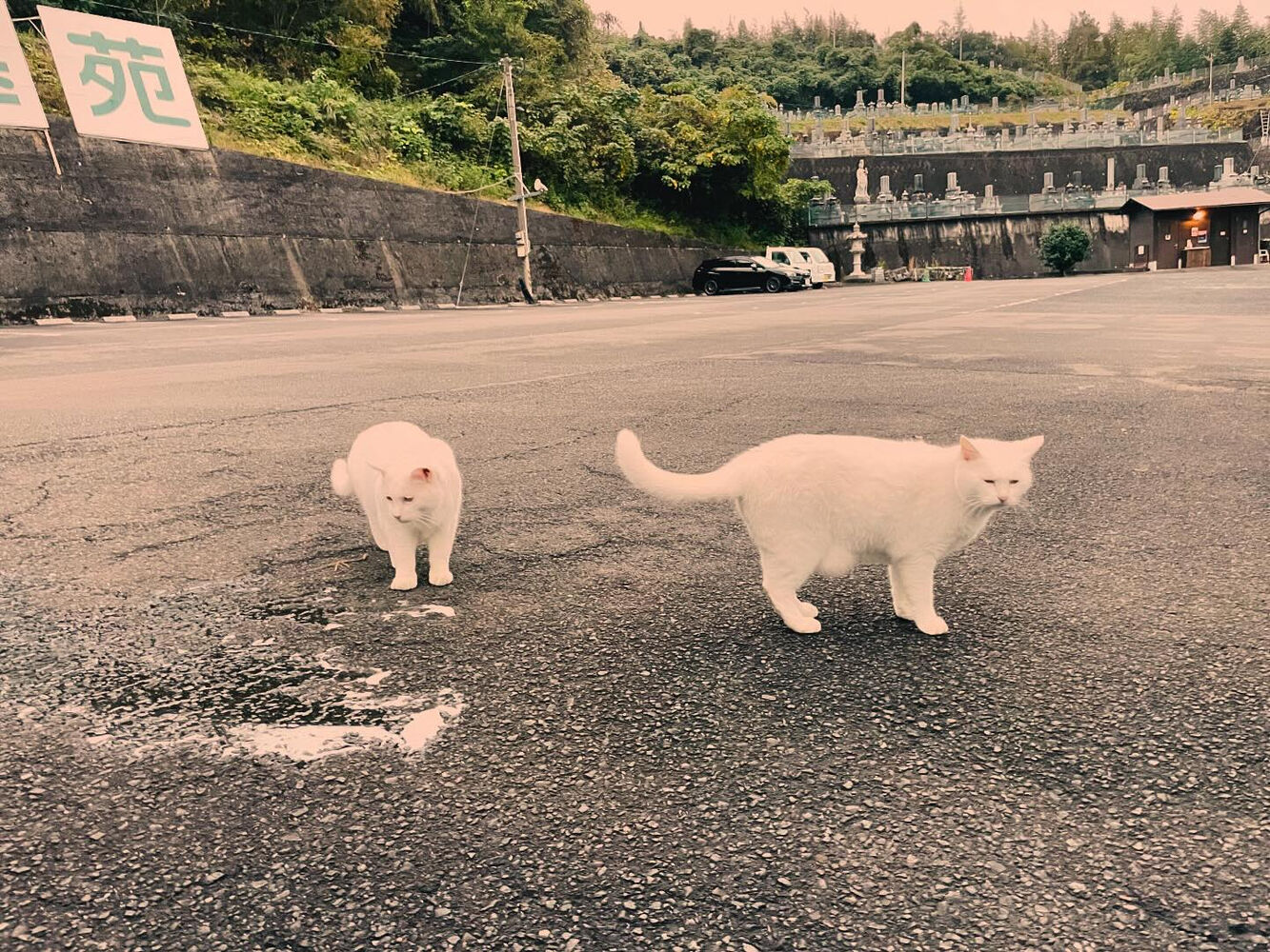 ブログ