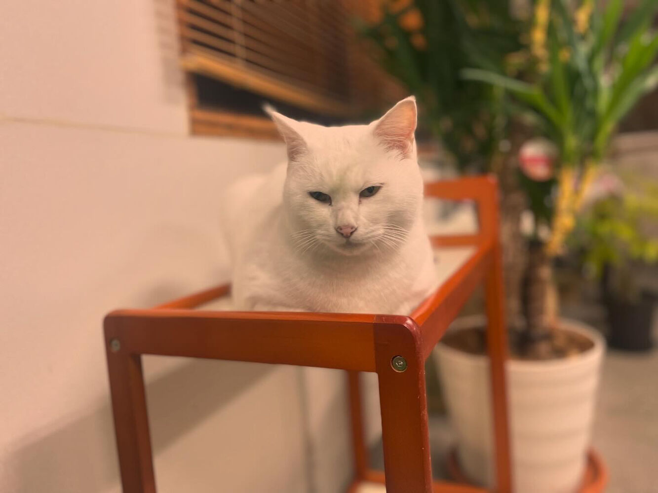 ブログ