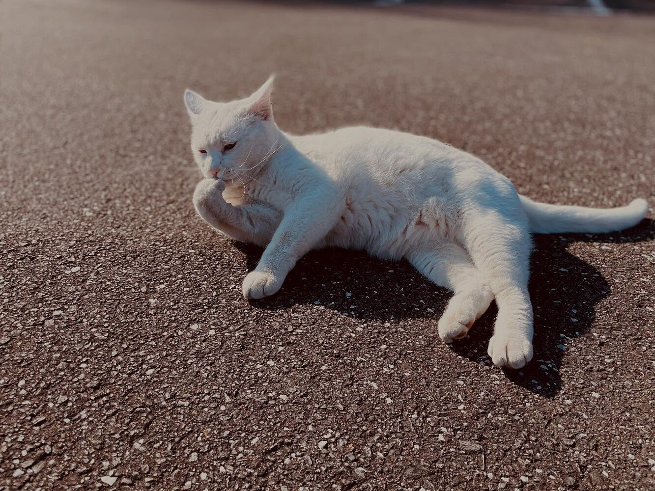 ブログ