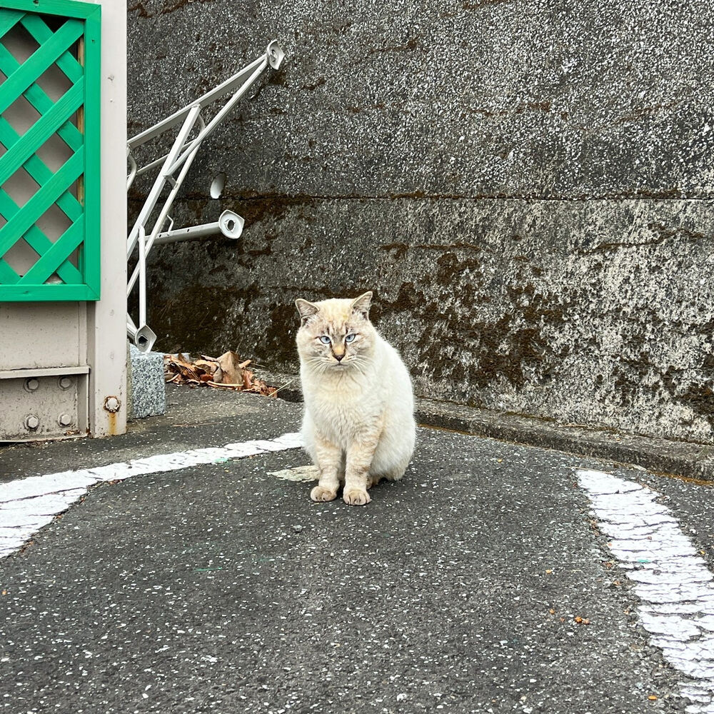 ブログ