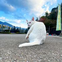 ブログ