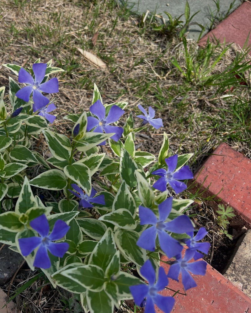 ブログ