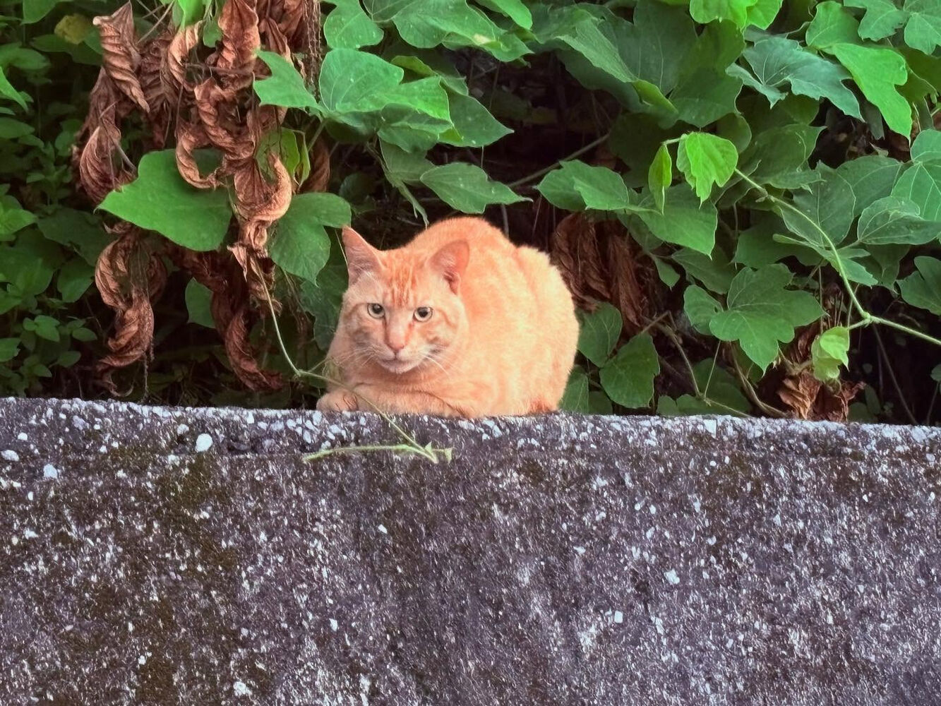 ブログ
