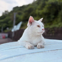 ブログ