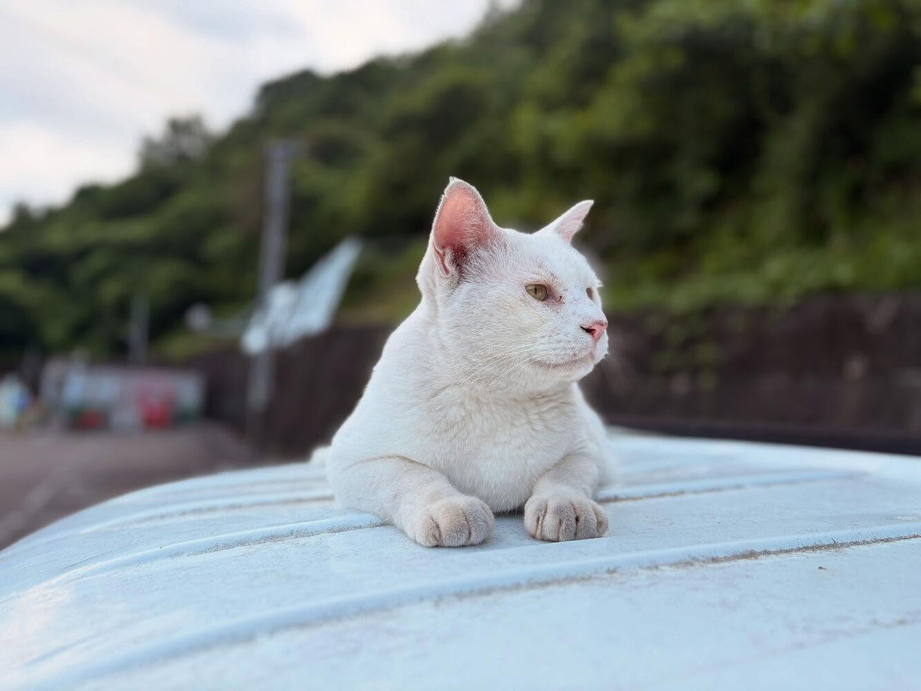 ブログ