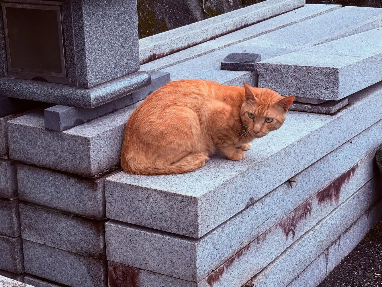 ブログ