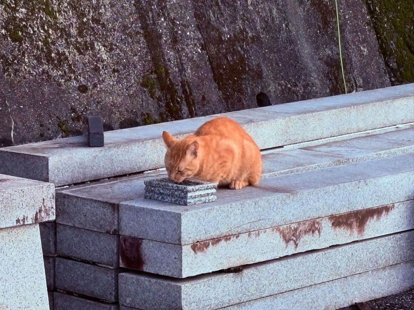 ブログ