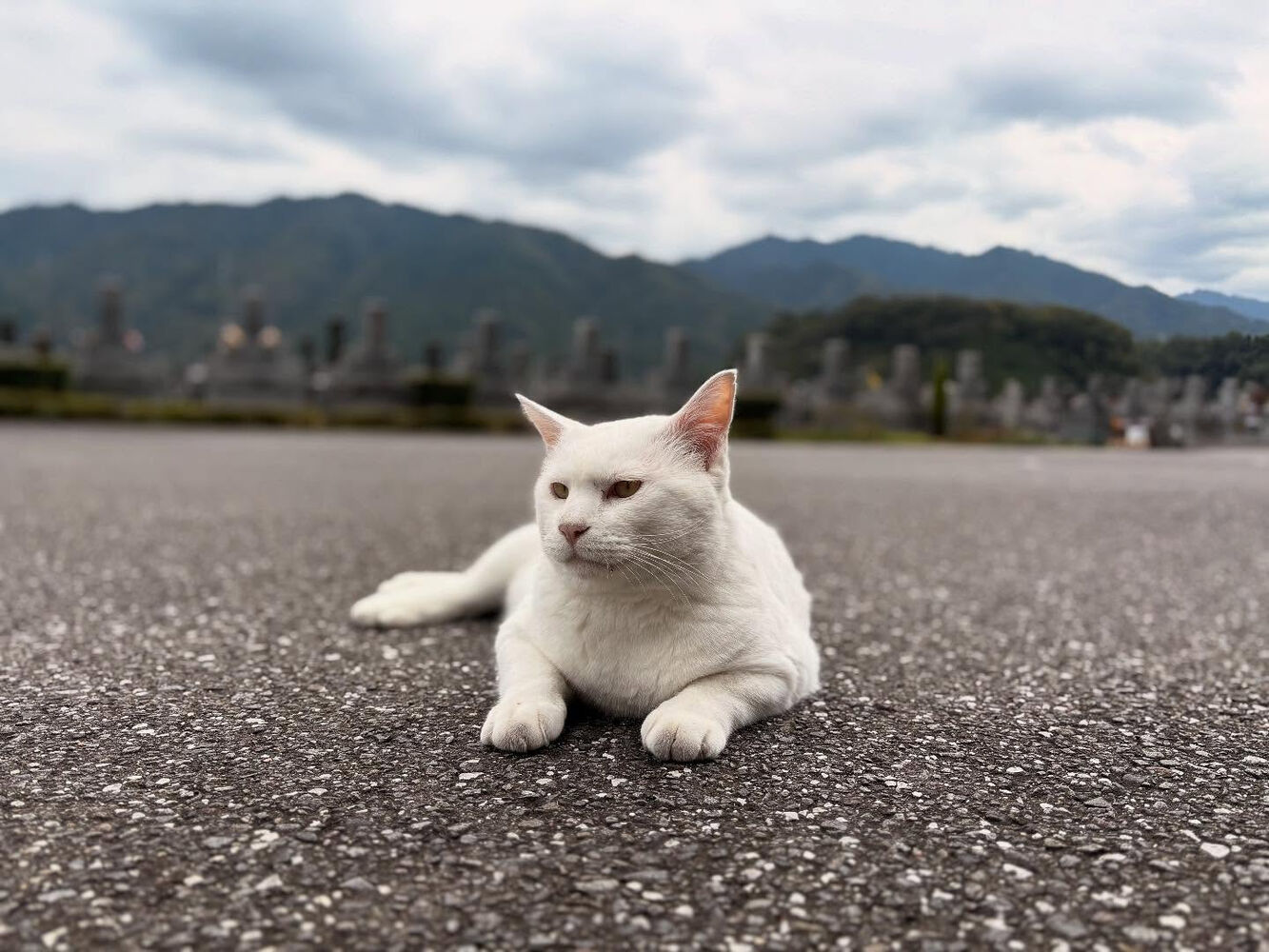 ブログ