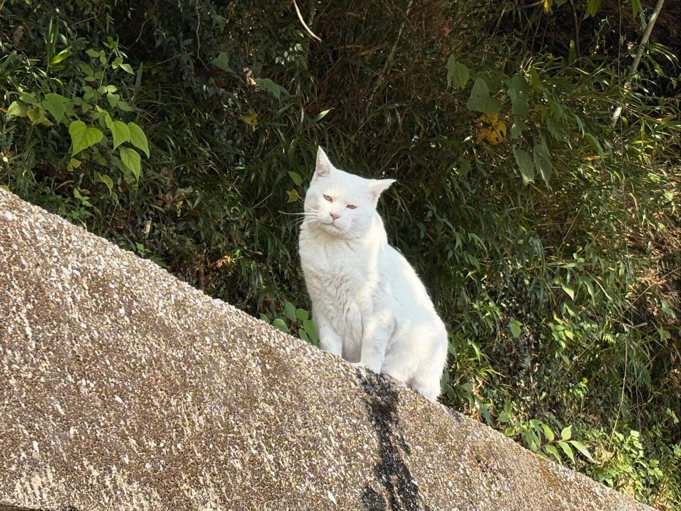 ブログ