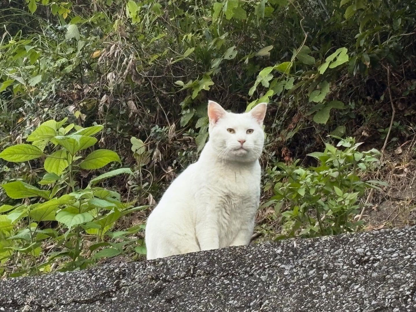 ブログ