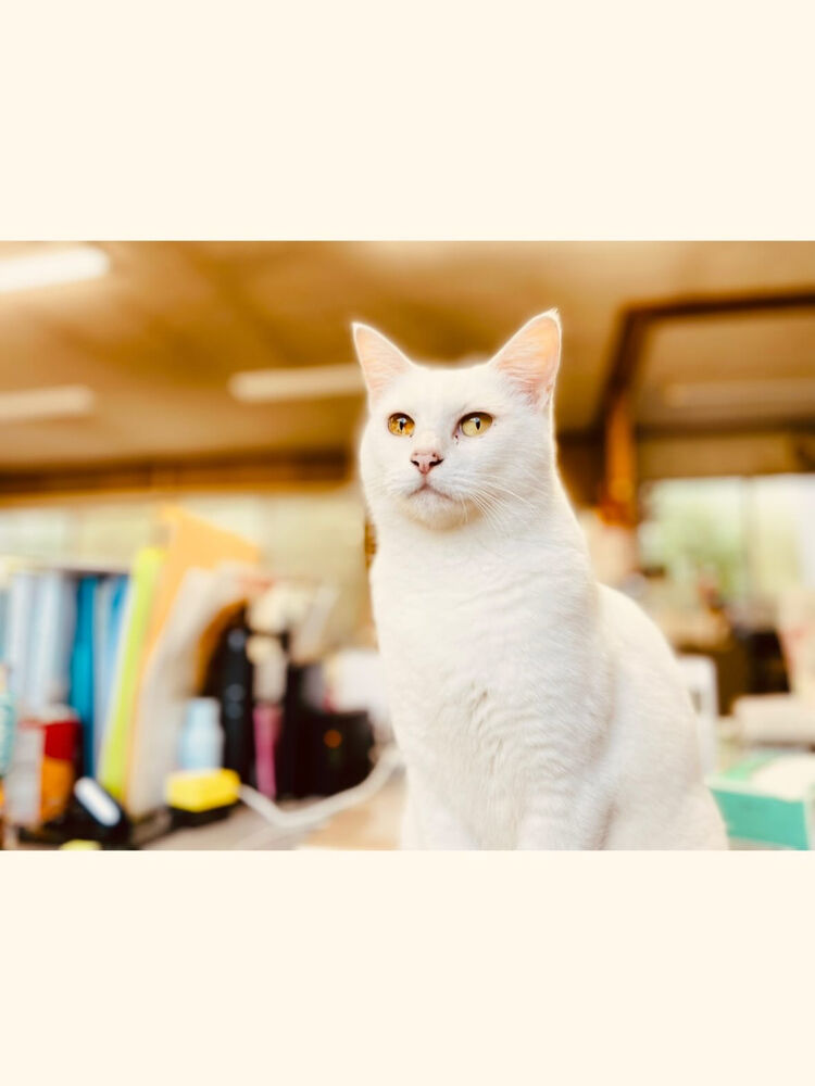 ブログ